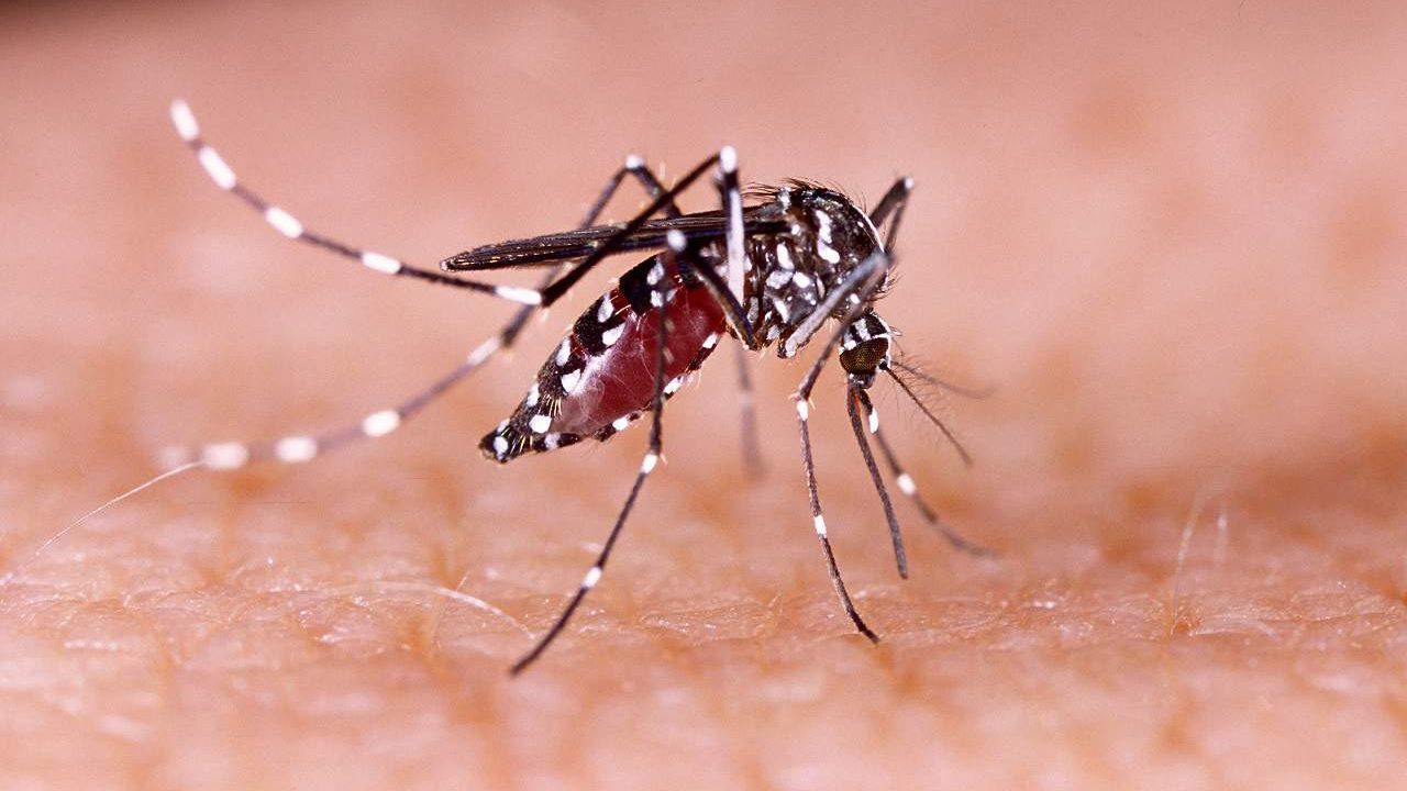 mosquito dengue e1699618484205