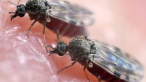 PORTAL PLURAL Mosquito polvora que transmite virus causador da febre oropouche preocupa cidades gauchas